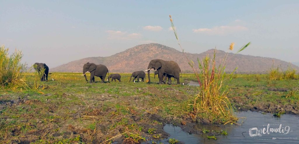 These are Elephants in Liwonde National Park in the south of Malawi.